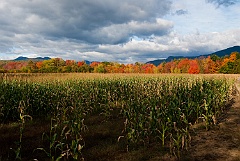 Corn Field Leads to Autumn Fall Foliage in New Hampshire Near Wh